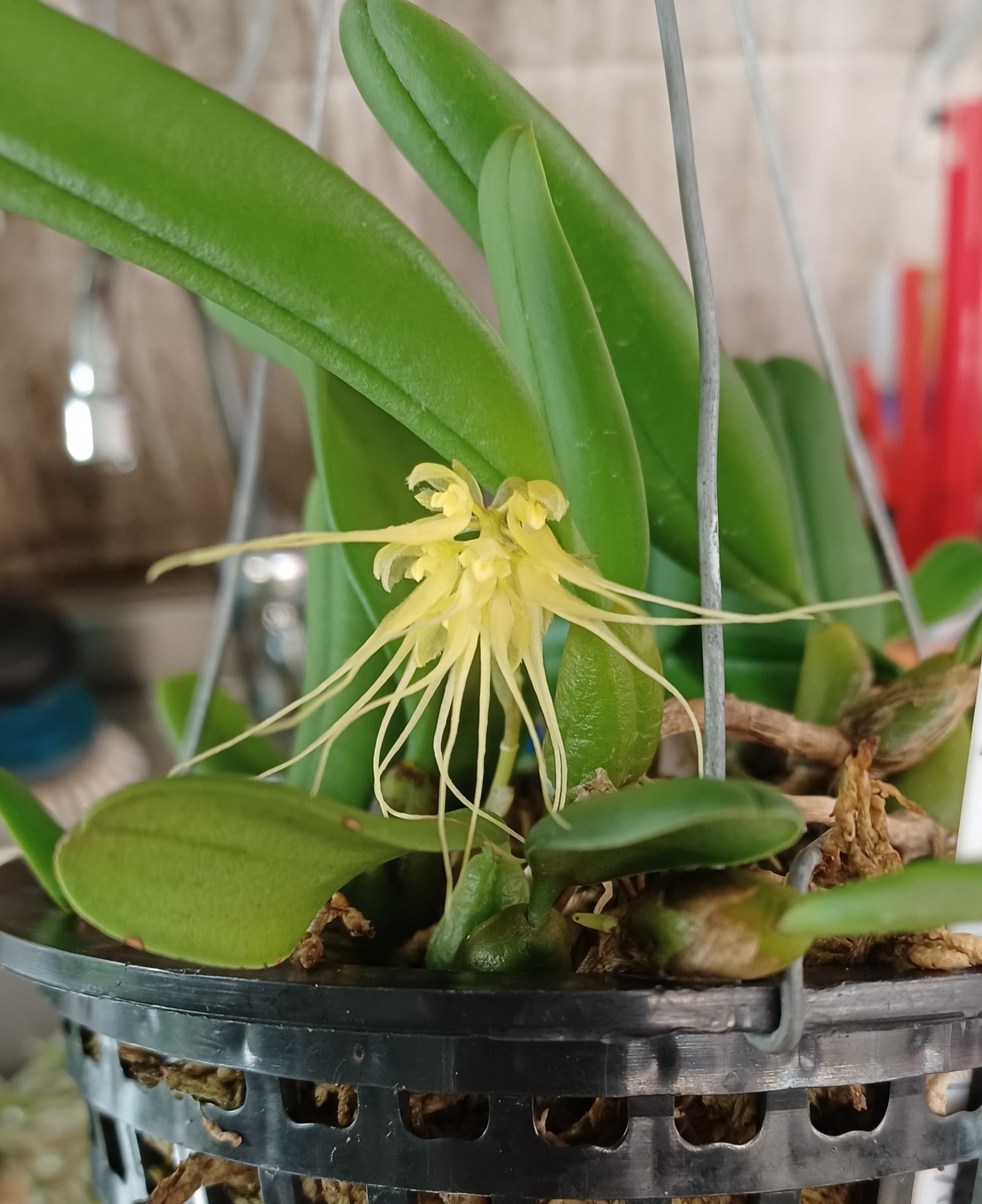 Bulbophyllum Vaginatum Species Orchid Plant in 5-Inch Pot
