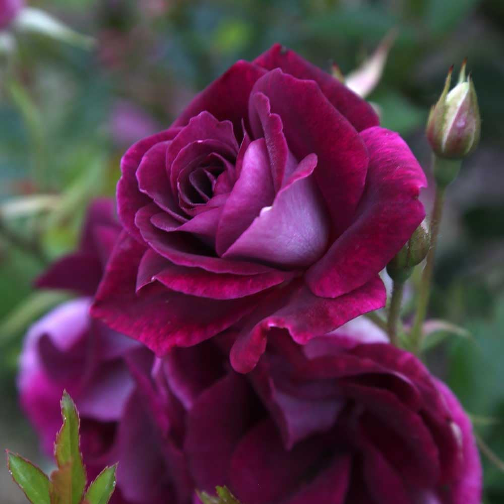 Heirloom Burgundy Iceberg Shrub Rose Live Own Root Outdoor P...