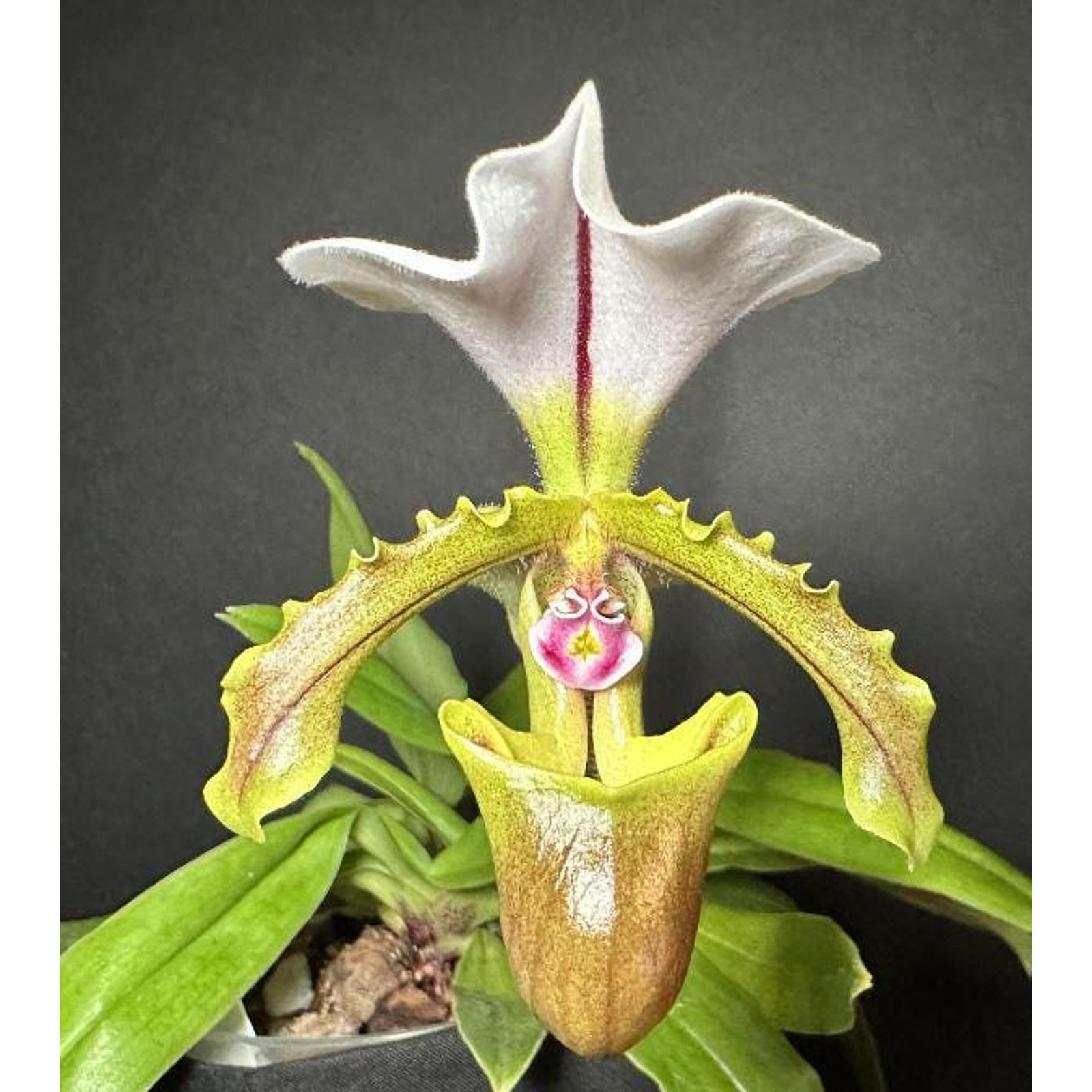 Paphiopedilum Spicerianum Flowering Size Orchid in 4 Inch Po...